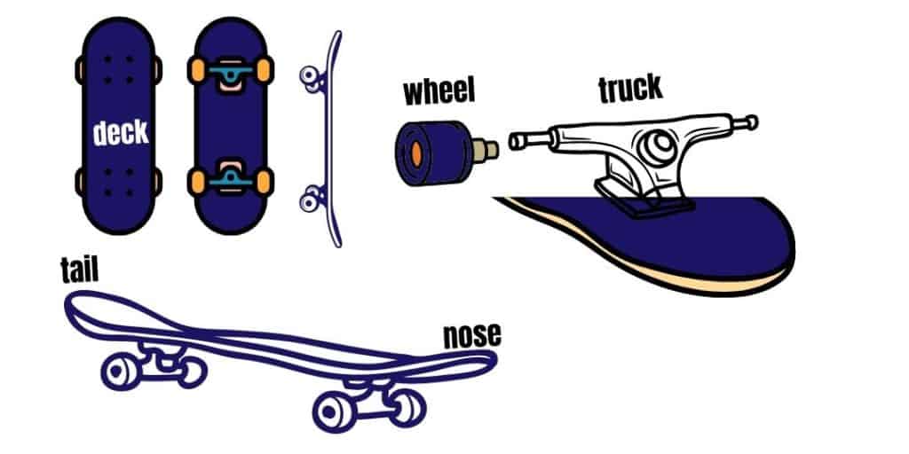 skateboard features deck, wheel, truck, nose, tail